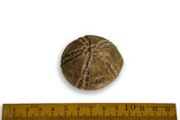 F 09969
<br/>
<br/>
<em></em>